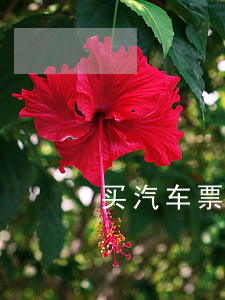 买汽车票要身份证吗(汽车买票需要身份证吗)