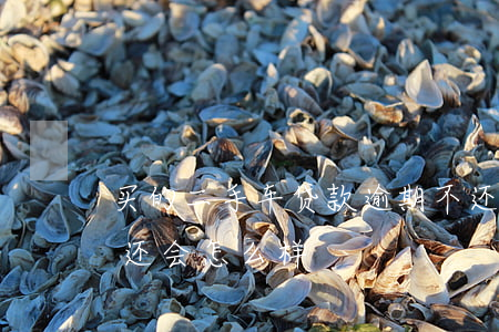 买的二手车贷款逾期不还(二手车贷款逾期不还会怎么样)