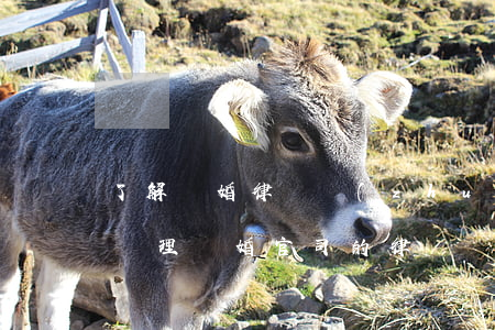 了解離婚律師(專(zhuān)業(yè)處理離婚官司的律師)