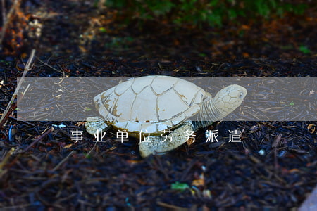 事业单位劳务派遣