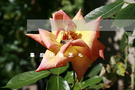 事故成因怎么寫