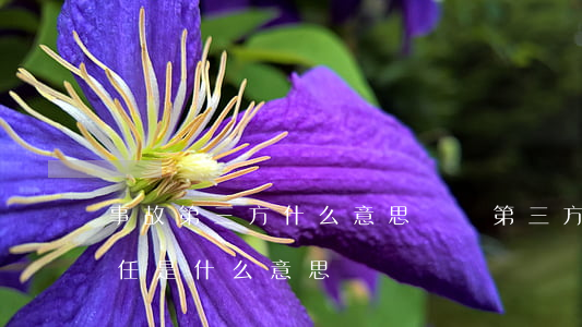 事故第三方什么意思(車禍第三方責(zé)任是什么意思)