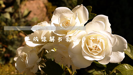 事故谅解书要出多少钱