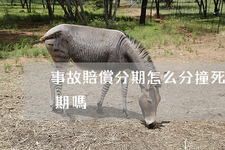 事故賠償分期怎么分(撞死人賠償一般可以分期嗎)