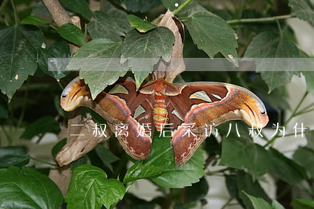 二叔离婚后采访(八叔为什么离婚)