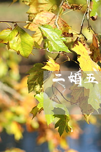 二婚五個月女方想離婚怎么辦