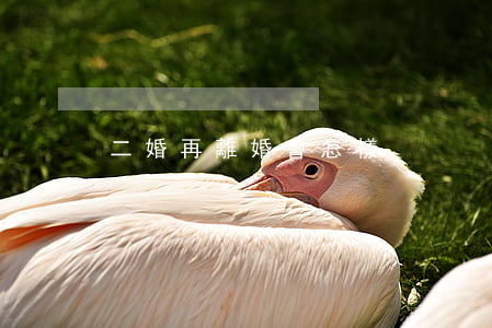 二婚再離婚會怎樣