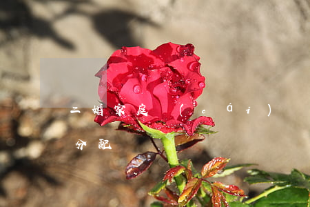 二婚家庭財(cái)產(chǎn)如何分配