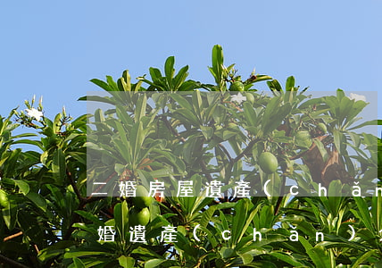 二婚房屋遺產(chǎn)分配(新婚姻法二婚遺產(chǎn)分配)