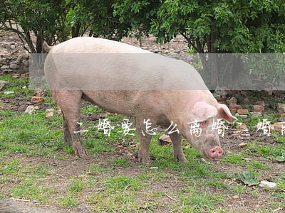 二婚要怎么离婚(二婚离婚怎么离)