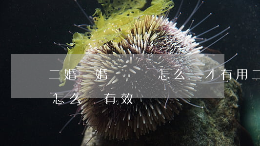 二婚離婚協議書怎么寫才有用(二婚婚后協議怎么寫有效)