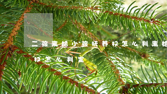二孩离婚小孩抚养权怎么判(离婚小孩子抚养权怎么判定)