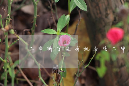 二审输了还有机会吗(二审赢的机会大吗)