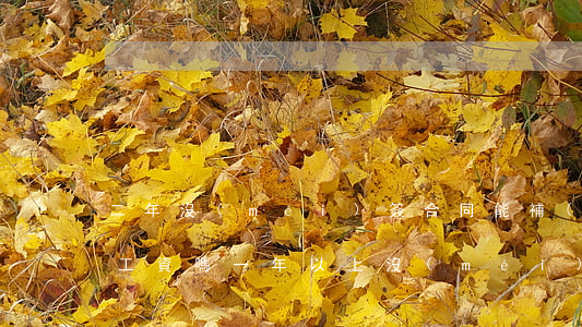 二年沒(méi)簽合同能補(bǔ)雙倍工資嗎(一年以上沒(méi)簽合同會(huì)賠雙倍工資嗎)