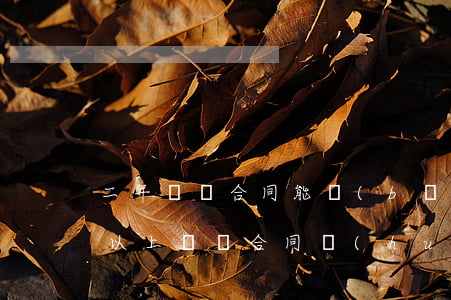 二年沒簽合同能補(bǔ)雙倍工資嗎(一年以上沒簽合同會(huì)賠雙倍工資嗎)