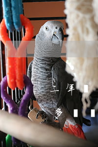 二年沒簽合同能補(bǔ)雙倍工資嗎(一年多沒簽合同能補(bǔ)雙倍工資嗎)