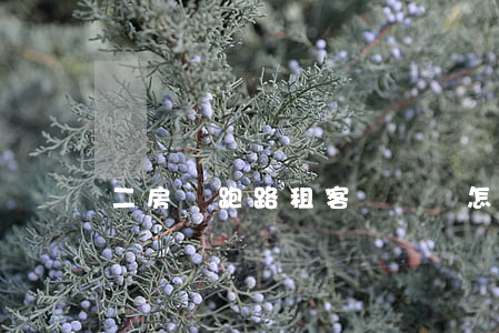 二房東跑路，租客實慘！該怎么應對？