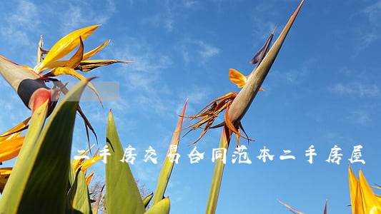 二手房交易合同范本(二手房屋買賣合同范本)