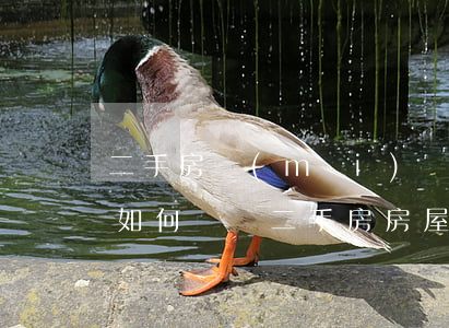 二手房買(mǎi)賣(mài)合同糾紛如何訴訟(二手房房屋買(mǎi)賣(mài)糾紛案例大全)