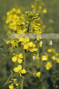 二手房買(mǎi)賣貸款逾期(房貸逾期兩年怎么辦)