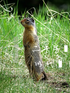 二手房購房定金合同(二手房購房定金合同可以代簽嗎)