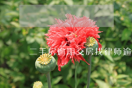 二手房逾期交房找律师(逾期交房找谁解决)