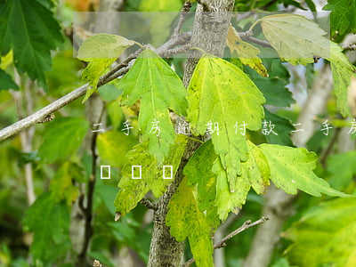 二手房逾期付款(二手房逾期付款后又付了算違約嗎)