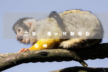 二手蘋果x分期免息-蘋果兩年免息分期掙錢在哪
