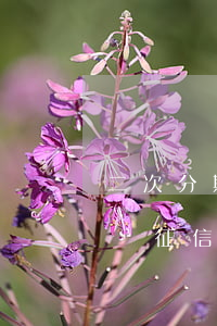 二次分期會影響征信嗎怎么辦（二次分期會影響征信嗎）