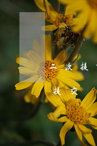 二次提交離婚申請需要說什么菜能判離(如何提交離婚申請)