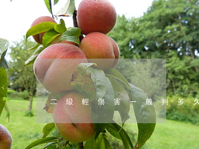 二級輕傷害一般判多久(傷害輕傷二級判多少)
