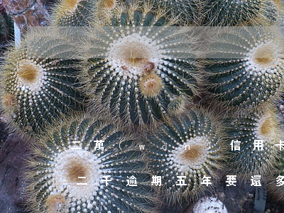 二萬(wàn)信用卡逾期利息咋算(信用卡二千逾期五年要還多少)