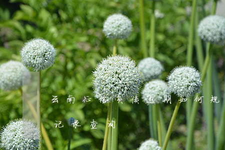 云南征信负债逾期如何规划还款-云南征信记录查询