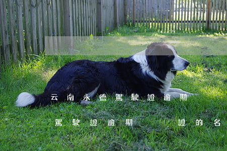 云南永德駕駛證逾期沒換證的名單(云南永德駕駛證逾期沒換證的名單怎么查)