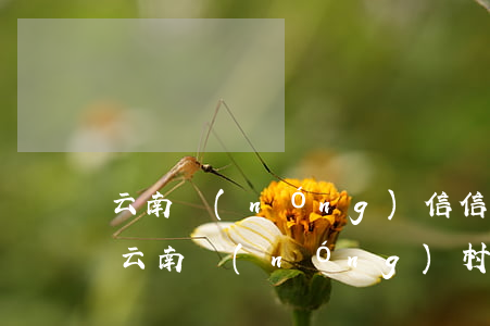 云南農(nóng)信信用卡逾期怎么還款(云南農(nóng)村信用社信用卡逾期一天)