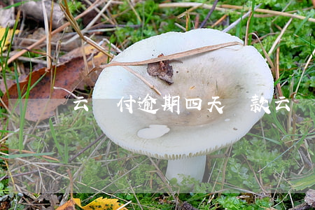 云閃付逾期四天還款(云閃付已過到期還款日)