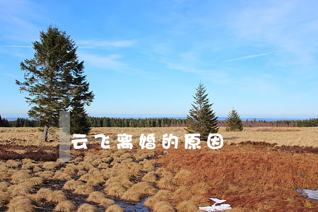 云飞离婚的原因
