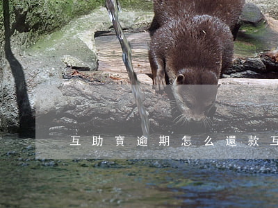 互助寶逾期怎么還款(互助寶如何解除)
