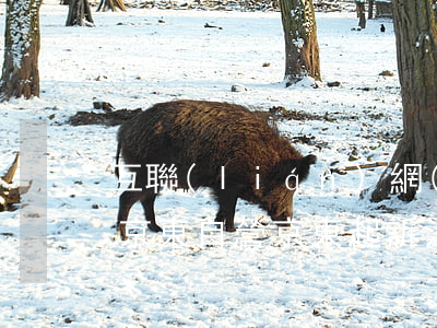 互聯(lián)網(wǎng)法院起訴京東自營(京東起訴法院執(zhí)行怎么回事)