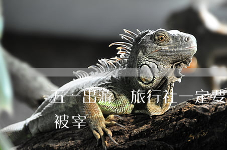 五一出游選旅行社一定要注意這些問題！小心被宰！