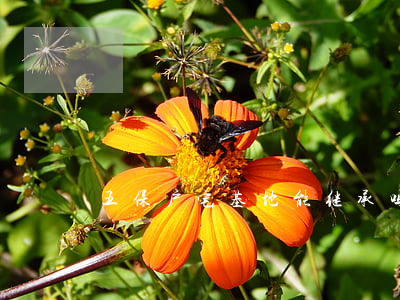 五保户宅基地能继承吗(五保户房屋继承问题)
