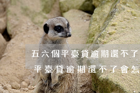 五六個平臺貸逾期還不了會怎么辦-五六個平臺貸逾期還不了會怎么辦呢