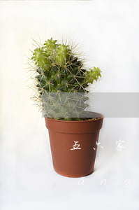 五六家網(wǎng)貸逾期怎么辦(網(wǎng)貸五千逾期半年)