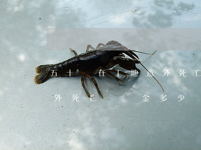 五十歲在工地意外死亡一般賠多少錢(工地意外死亡賠償金多少)