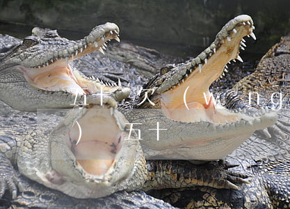五十歲欠網(wǎng)貸(欠網(wǎng)貸五十萬)