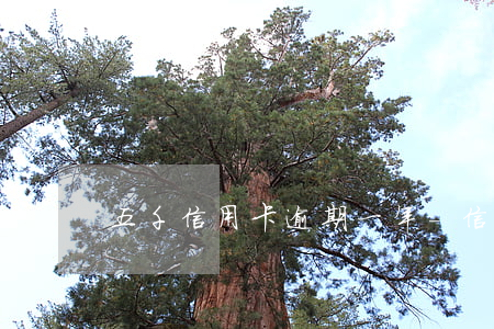 五千信用卡逾期一年-信用卡5萬逾期半年