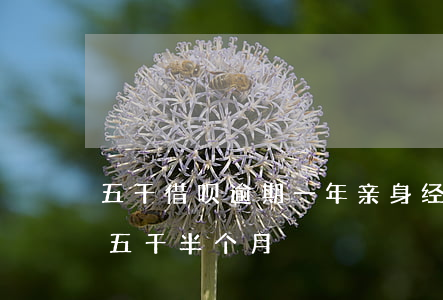 五千借呗逾期一年亲身经历(支付宝借呗逾期五千半个月)