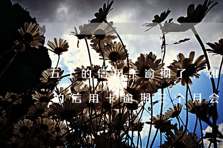 五千的信用卡逾期了、如今要还两万多（五千的信用卡逾期三个月会怎么样）