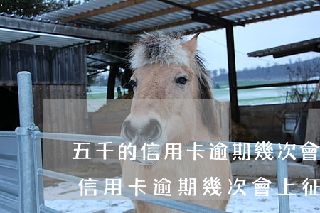五千的信用卡逾期幾次會上征信嗎-五千的信用卡逾期幾次會上征信嗎知乎