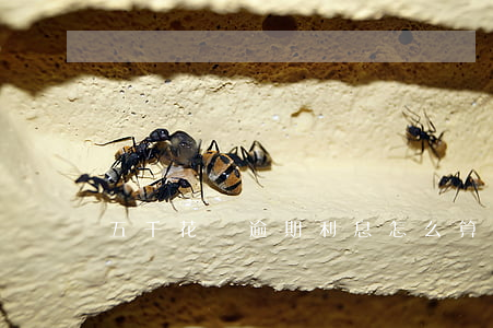 五千花唄逾期利息怎么算(花唄五千利息多少)